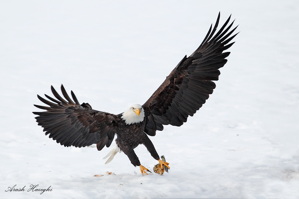 Bald eagle take off