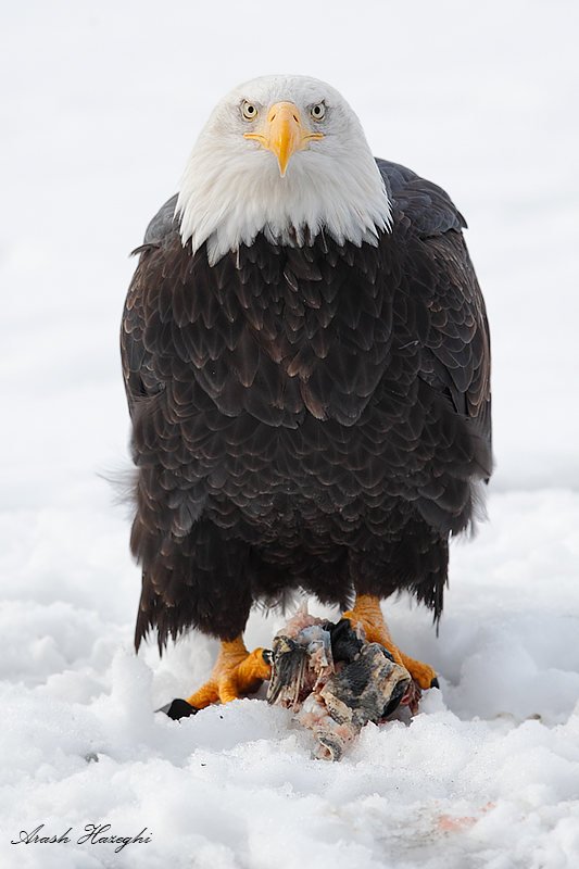Bald eagle with salmon 