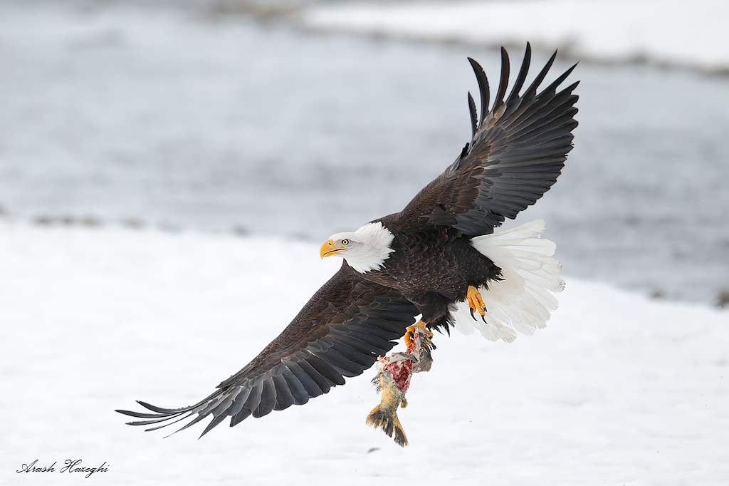 Bald eagle with salmon
