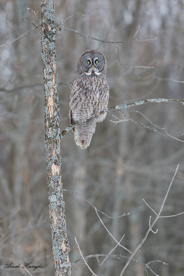 Great Grey owls plumage perfectly matches the surroundings. EOS 1DX, EF 300mm f/2.8 IS II, f/4 1/2500sec ISO 1250. 