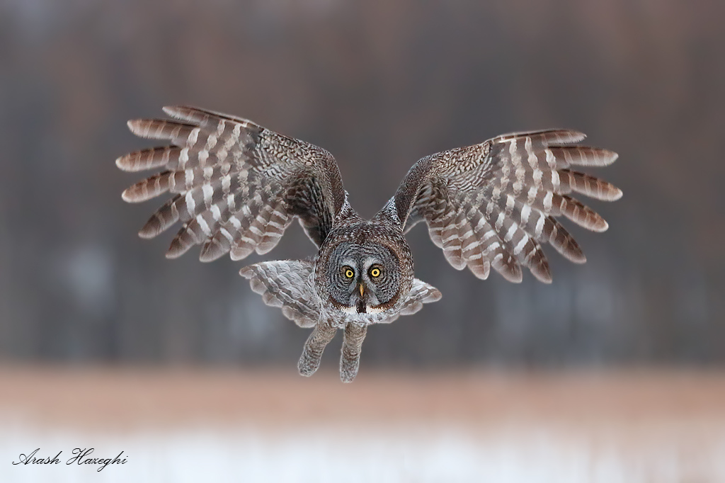 Great gray owl after sunset. The last light created a pinkish sky and subtle warm tones adding to the ambience. Usually,  these subtle tones are very difficult to preserve at such high ISO . The EOS 1DX did an excellent job. EOS 1DX EF 300mm f/2.8 II f/4 1/1600sec ISO 6400. RAW processed with Canon DPP 3.12. Please see my guide for processing details. 