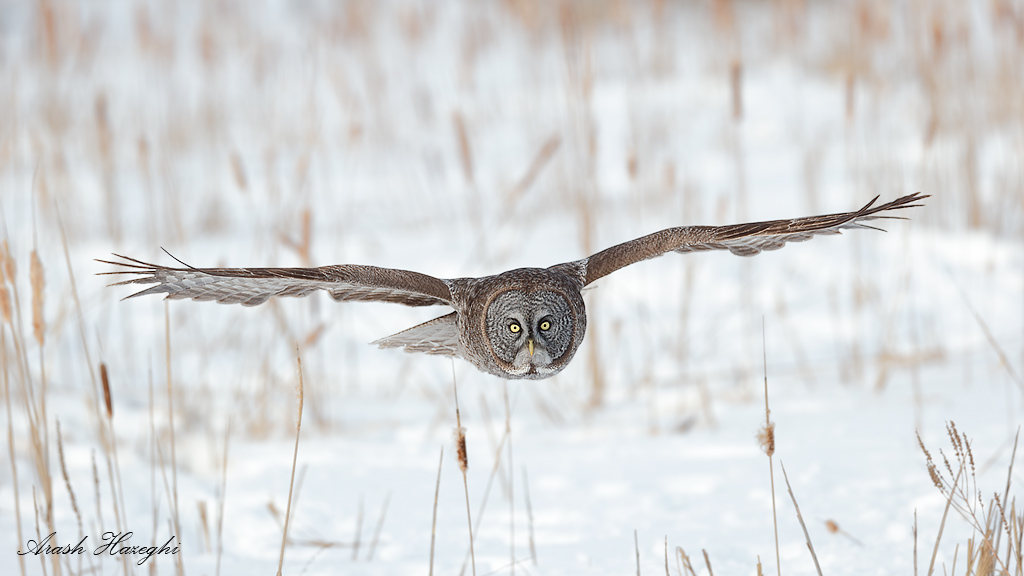 Great gray owl flying low on cattails. Center AF sensor with four expansion points places on the facial disk. EOS 1DX, EF 300mm f/2.8 IS II f/4 1/2500sec ISO 400.