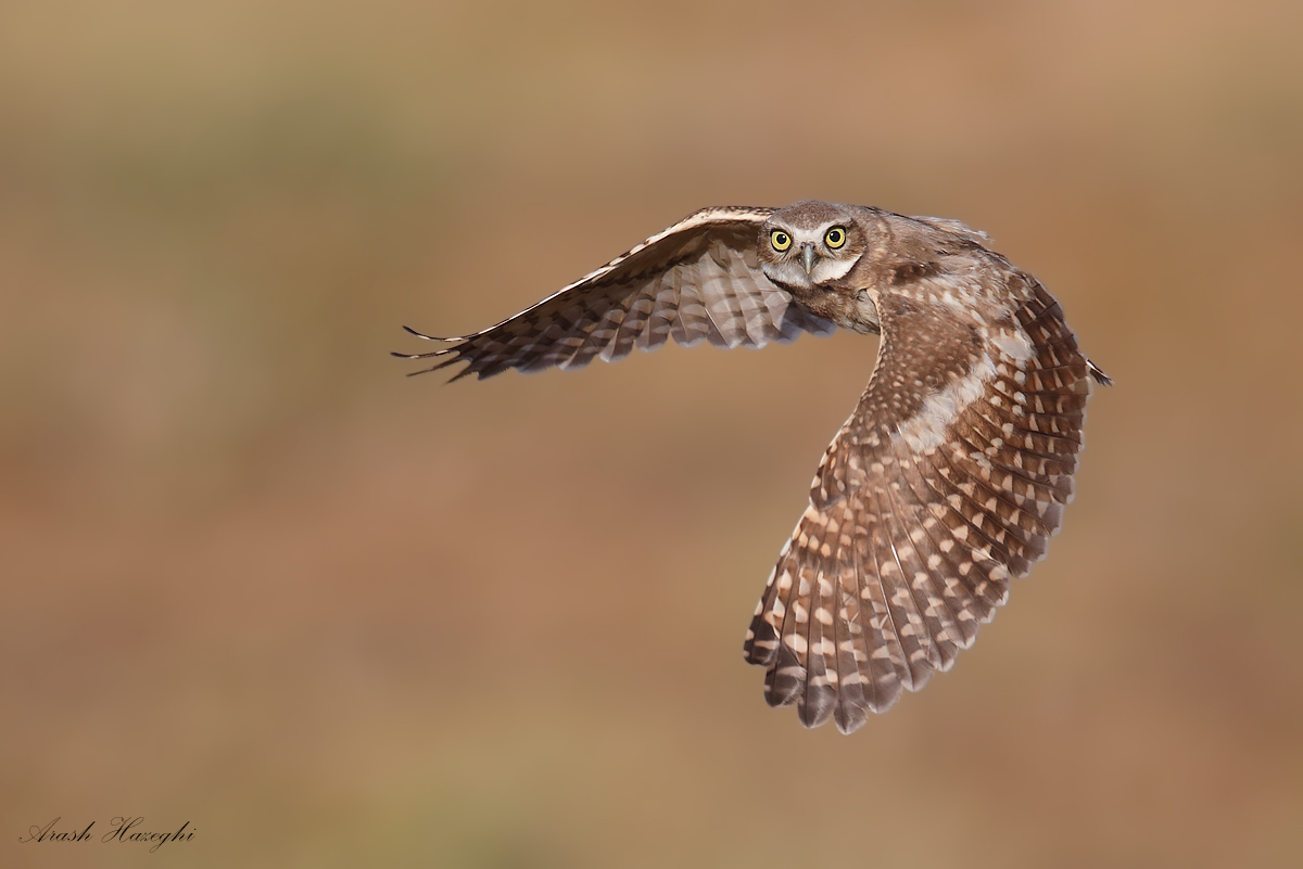 Juvenile Burrowing owl 