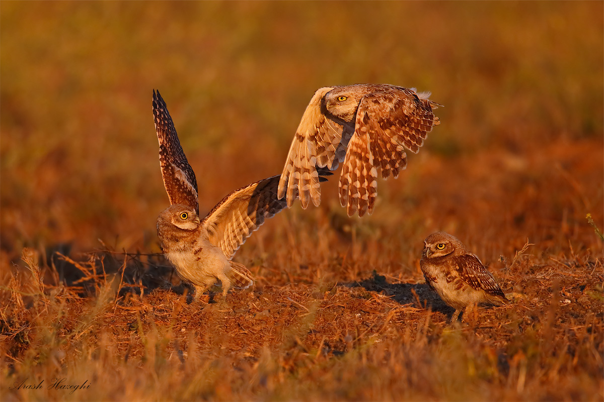 three owls