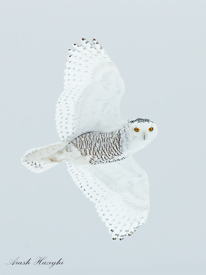 Snowy owl, the spirit of Ottawa. EOS 1DX EF 400mm f/5.6L f/7.1 1/3200sec ISO 2000. handheld. 