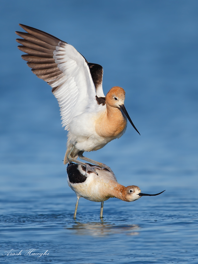 mating avocets 