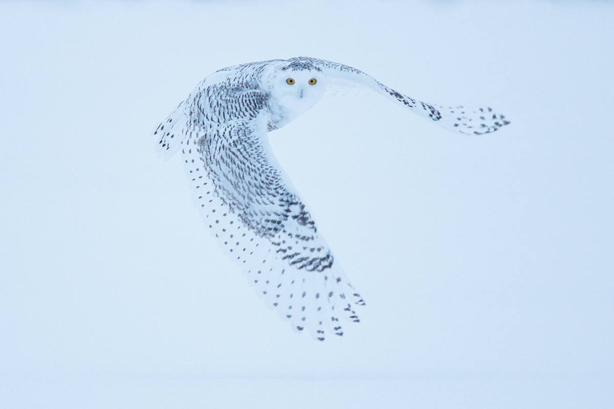 Snowy Owl. RAW output with no color adjustment. EOS 1D-X EF 400mm f/5.6 L. ISO 10,000. 1/1600sec at f/5.6. Hand held. The image was made early in the morning in an overcast day, it has a strong blue cast.