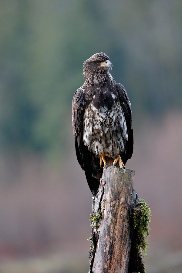 Juvenile Bald Eagle. EOS 1D-X with EF 300mm f/2.8 IS II. ISO 3200, f/5.6 at 1/640 sec. Hand Held. Processed with DPP 4.