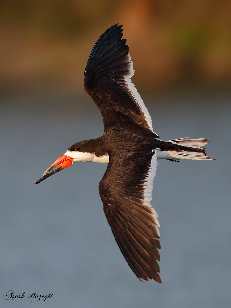 Black skimmer. EOS-1D X EF 400 f/4 DO IS II + Extender 2X III. ISO 3200. f/8 at 1/2500sec. Handheld. Processed with DPP 4.2. 