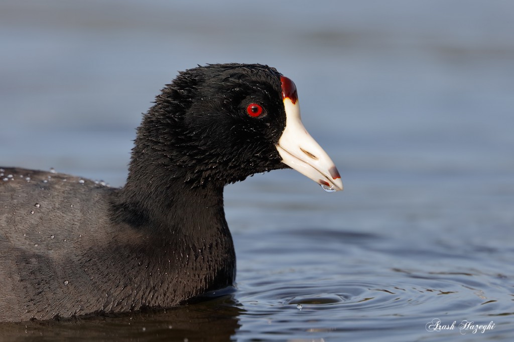 American Coot. EOS 5DSR, EF 400mm f/4 DO IS II plus extender 2X III. ISO 1250. F/8 at 1/1600sec. Hand held.