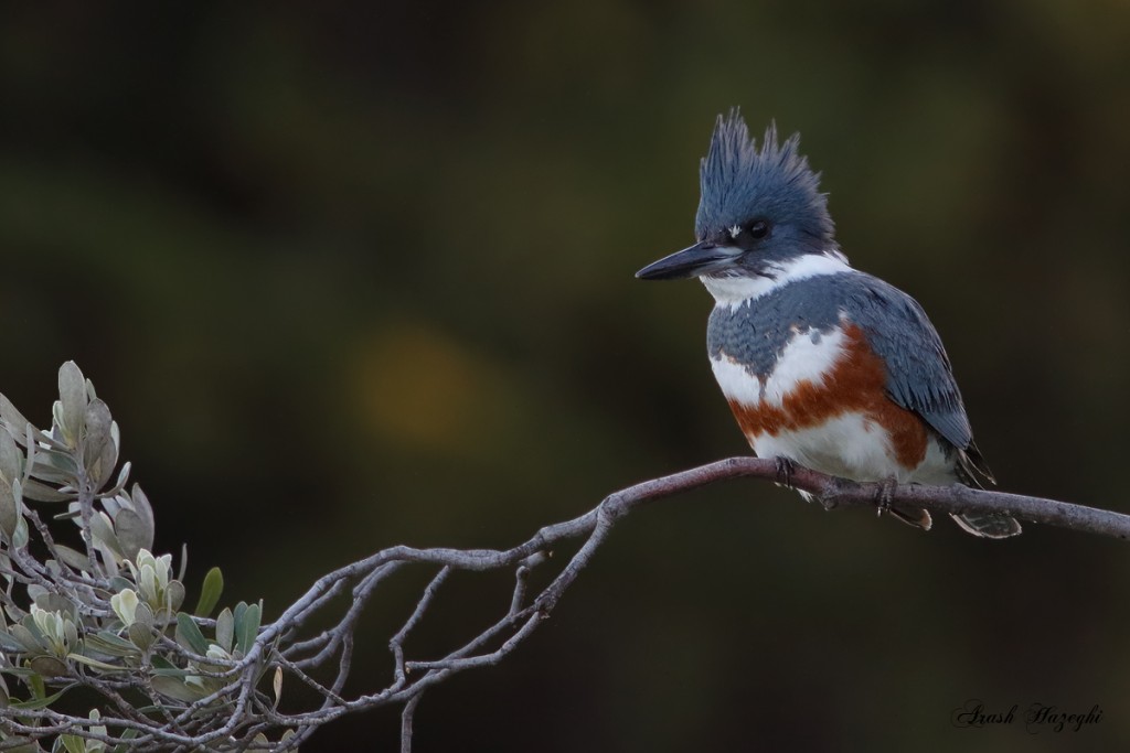 Belted Kingfisher. EOS 7D Mark II. EF 400mm f/4 DO IS II plus EF Extender 2X III. ISO 1250. f/8 at 1/1250sec. Hand held. 
