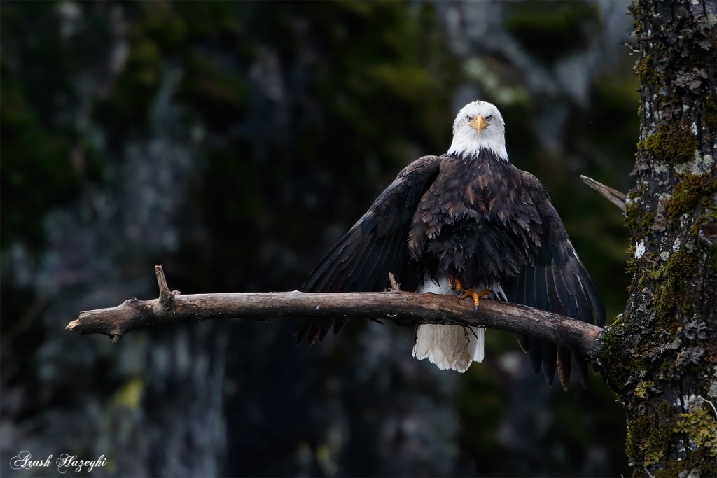 British Columbia Bald Eagle. EOS-1D X, EF 400mm f/4 DO IS II. ISO 2500. f/8 at 1/320sec. Hand held. 