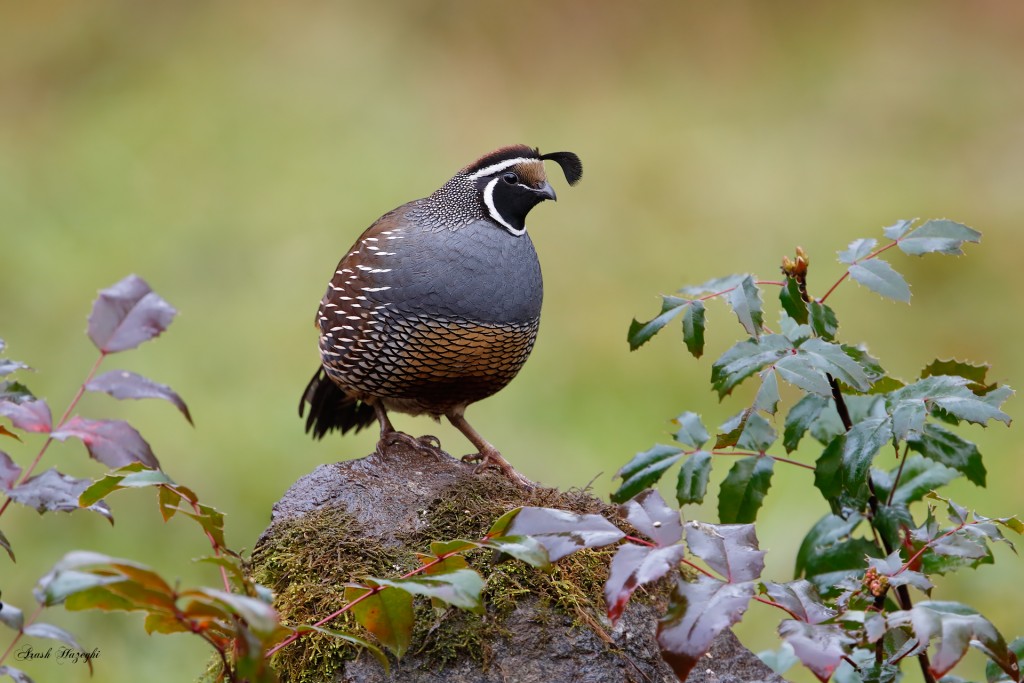 Male California Quail. EOS-1D X, EF 400mm f/4 DO IS II plus Extender 1.4X III. ISO 1600. f/5.6 at 1/200sec. Hand held from blind.