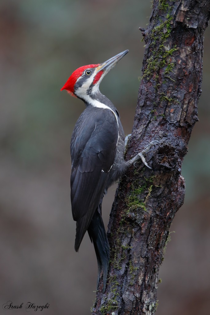 Male Pileated Woodpecker. EOS-1D X, EF 400mm f/4 DO IS II plus Extender 1.4X III. ISO 1600. f/5.6 1/200sec. Hand held from blind. 