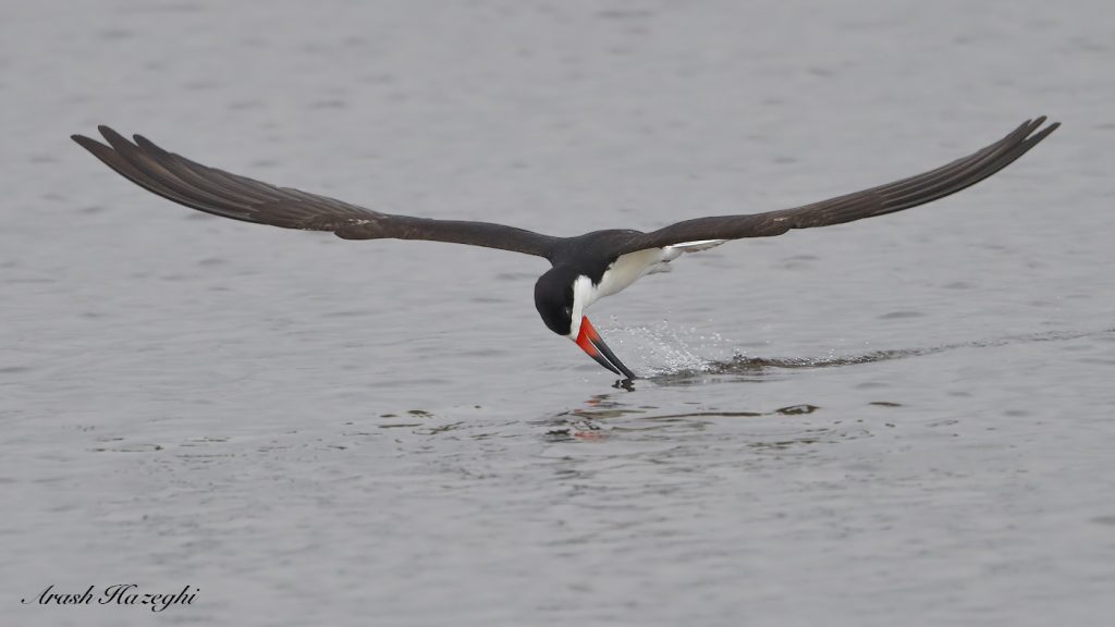 Black skimmer, EOS-1D X Mark II. EF 400mm f/4 DO IS II + 2X Extender III. ISO 3200. f/8 at 1/3200sec. Hand held. Click on the image to see the details. 