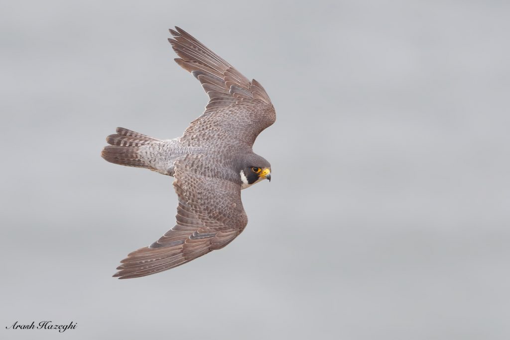Male Peregrine Falcon diving. Background is the ocean. EOS 1D X Mark II EF 400 f/4 DO IS II + Extender 1.4X III. ISO 1250. f/5.6 at 1/3200sec Hand held. 