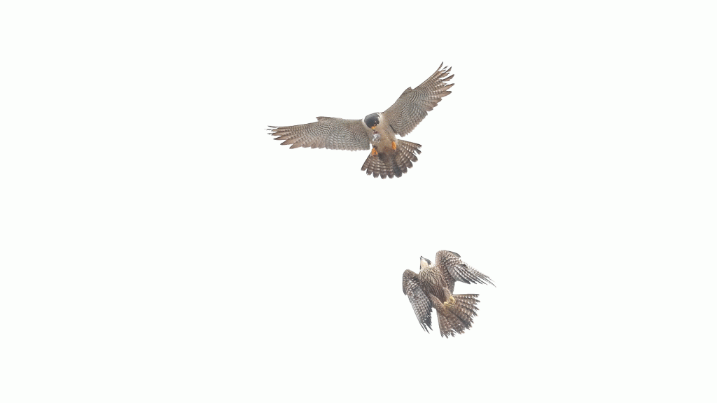 Peregrine falcon food exchange sequence. Click on the image to see the animation. EOS 1DX Mark II, EF 600mm f/4 IS II. ISO 1250,. f/4 at 1/3200sec. Hand held. 