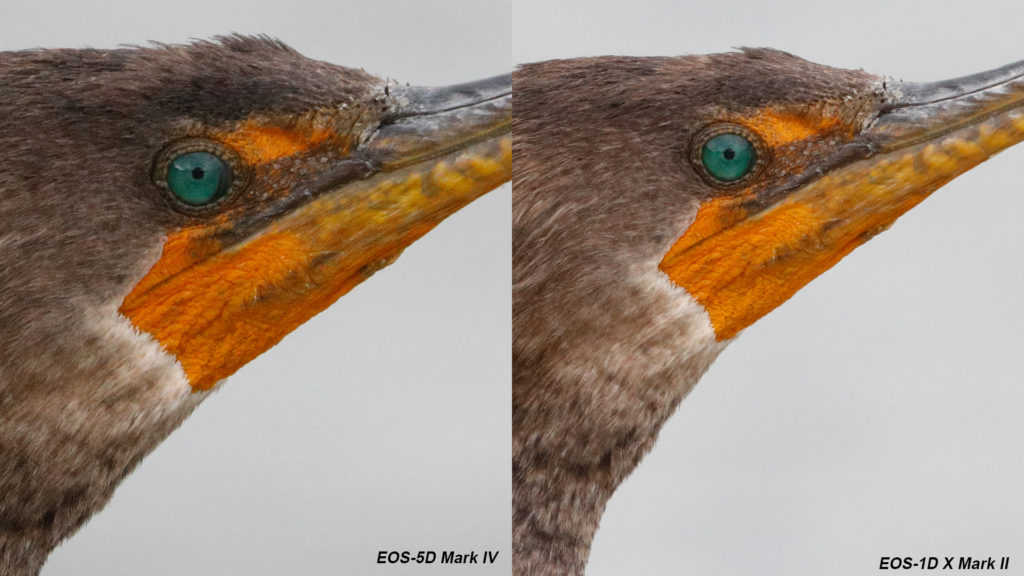 EOS-5D Mark IV (left) vs. EOS-1D X Mark II (right). Double-crested Cormorant. Shot with EF 400mm f/4 DO IS II plus Extender 2X III. ISO 3200. f/8 at 1/1000sec. Hand held. Each image converted in DPP 4.5 with optimal setting to maximize the detail while keeping noise low. Click on the image to expand. 