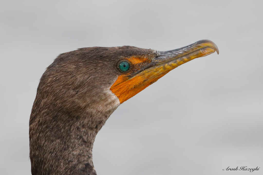 Double-crested cormorant. EOS 5D Mark IV. EF 400mm f/4 DO IS II+ EF Extender 2X III. ISO 3200. f/8 at 1/1250 sec. Hand held. Click on the image to expand. 