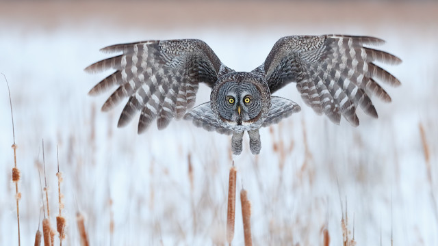 Great Gray Owls of Ottawa