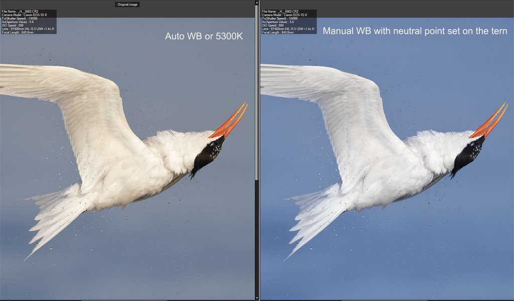 Color correction for avian photography – Ari Hazeghi Photography