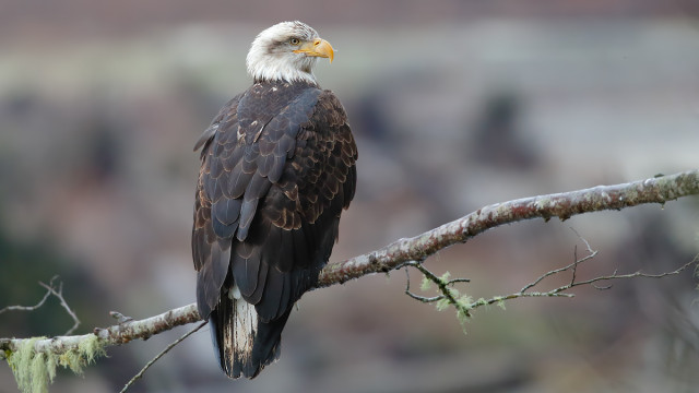 Bald eagles and first impressions on the 7D2 + 100-400 L II