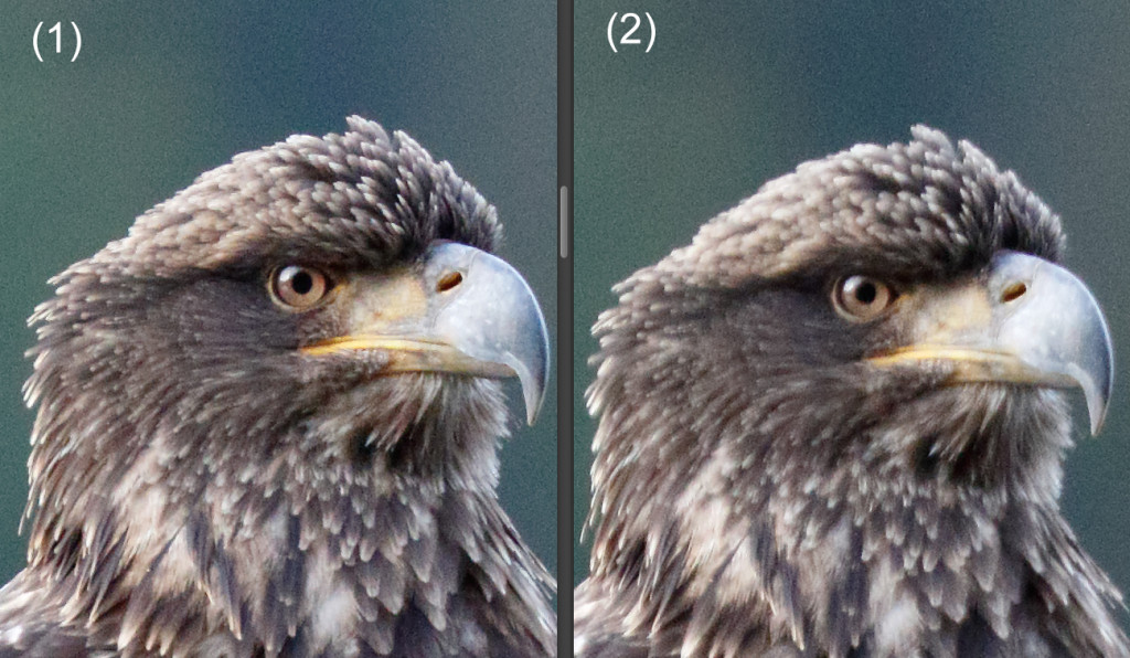 Bald eagles and first impressions on the 7D2 + 100-400 L II – Ari ...