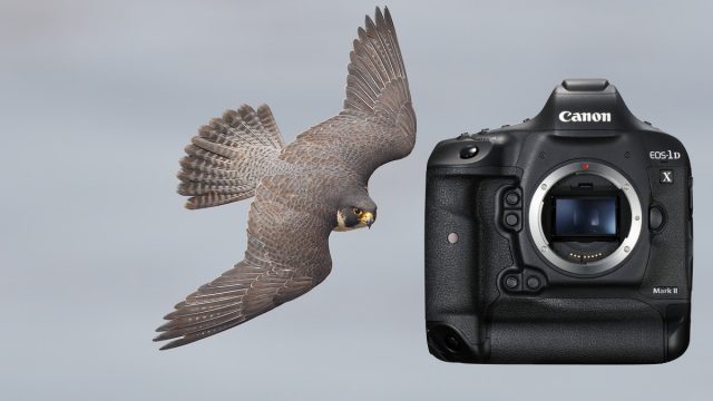 Canon 1D X Mark II field review